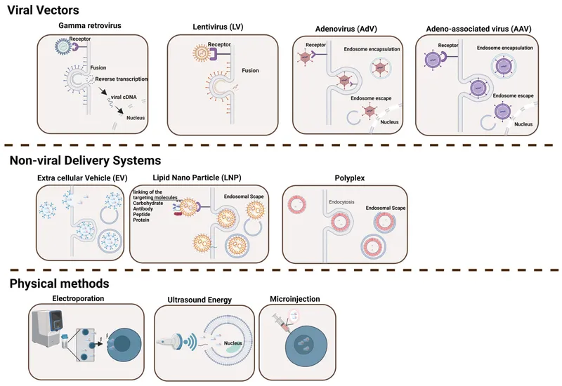 Gene therapy delivery methods: viral, non-viral, physical