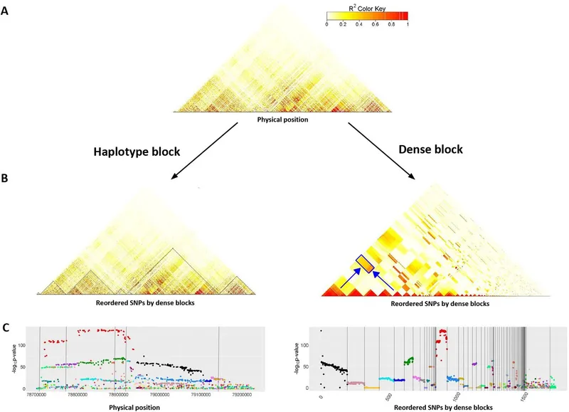 Linkage disequilibrium and haplotype blocks visualization