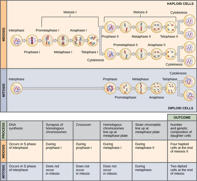 Meiosis and Mitosis: Stages and Key Differences