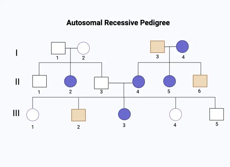 Autosomal Recessive Pedigree Chart