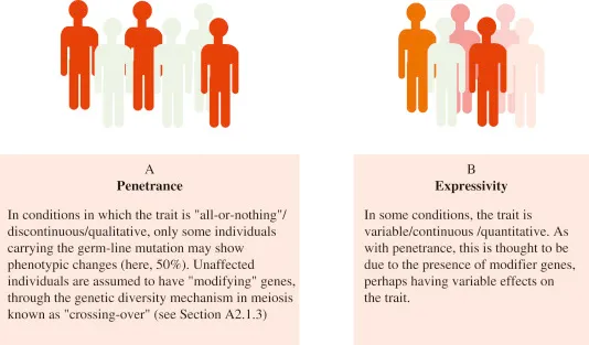 Penetrance vs. Expressivity in Genetic Traits