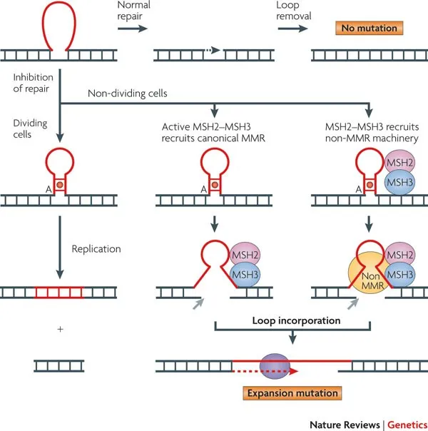 Trinucleotide repeat expansion mechanisms