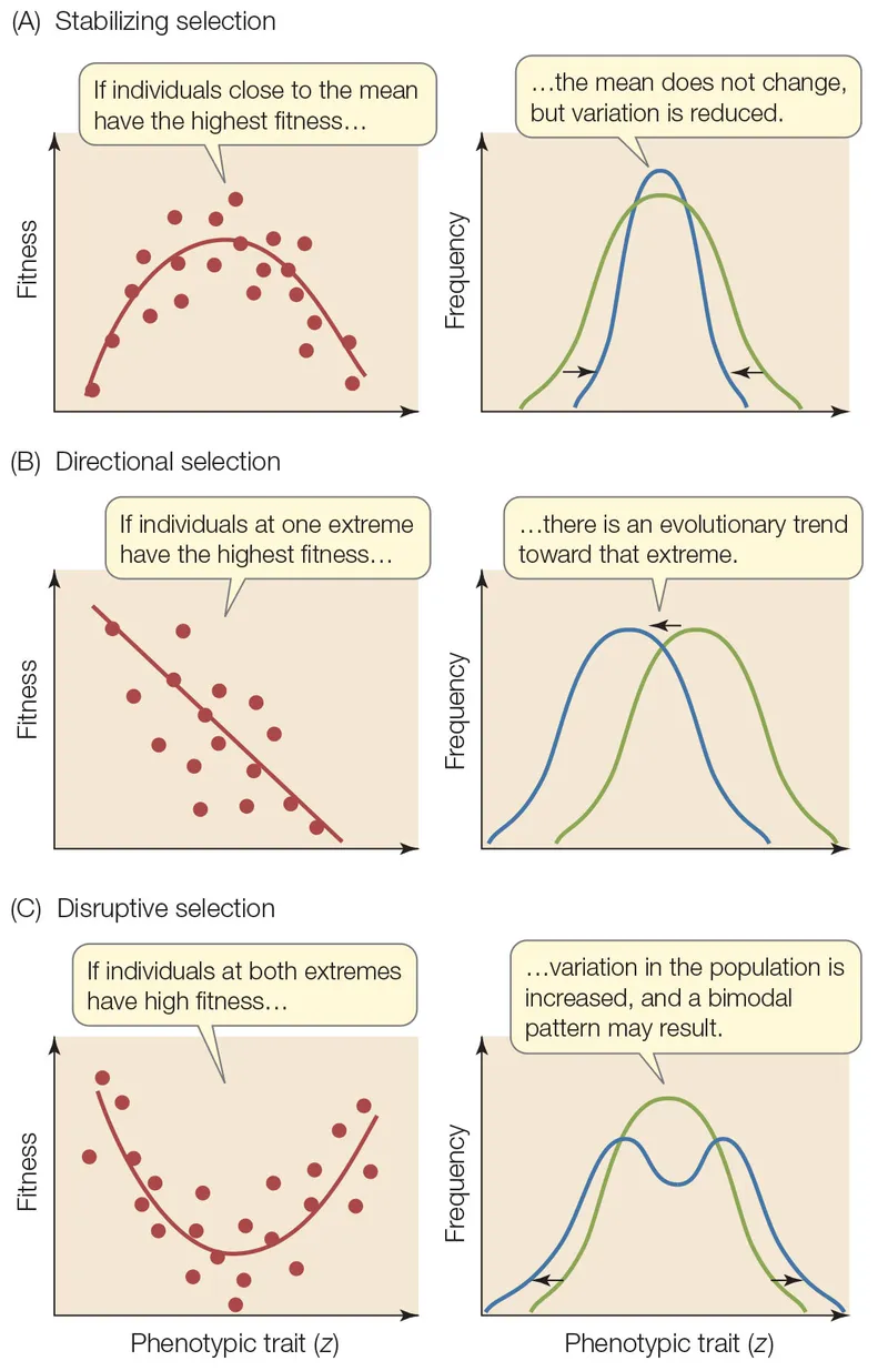 Stabilizing, directional, and disruptive selection