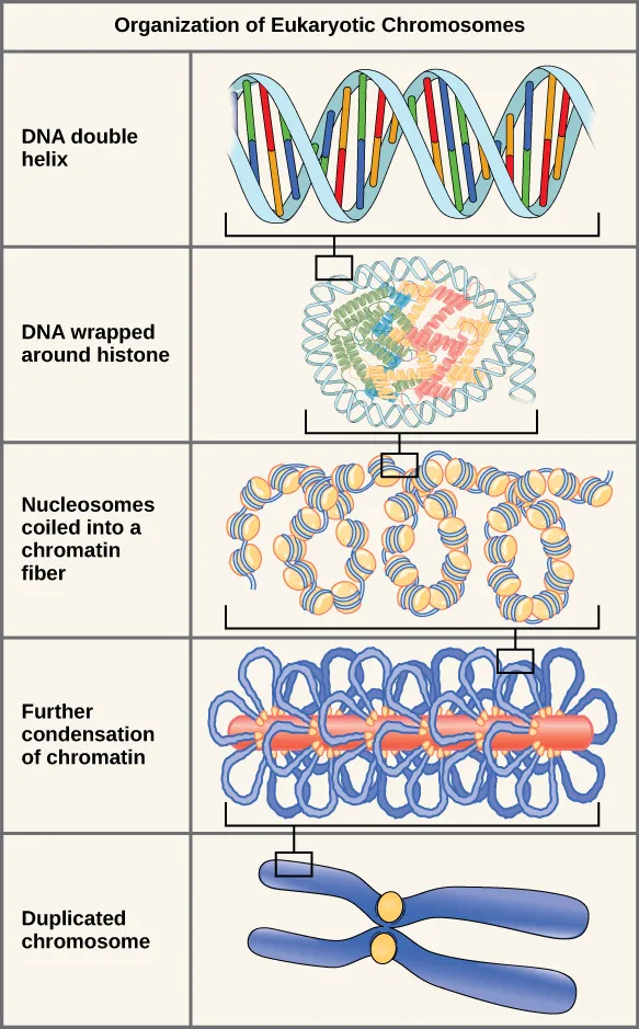 DNA packaging from double helix to duplicated chromosome