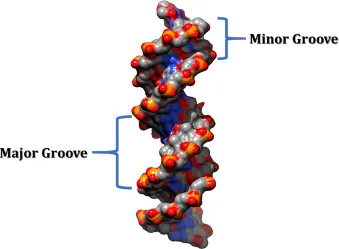 B-DNA double helix with major and minor grooves