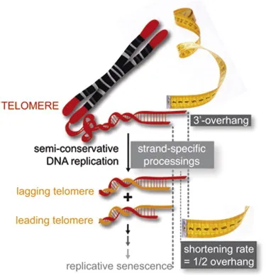Telomere shortening during DNA replication