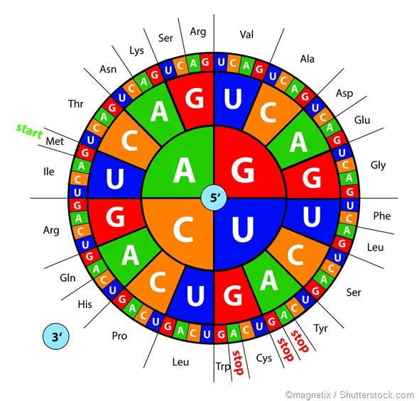 Genetic code wheel with start and stop codons