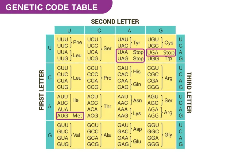 Genetic Code Table