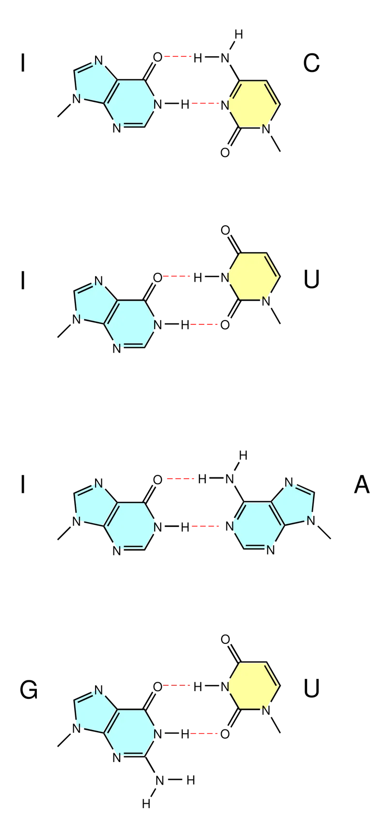 Wobble base pairing rules with Inosine