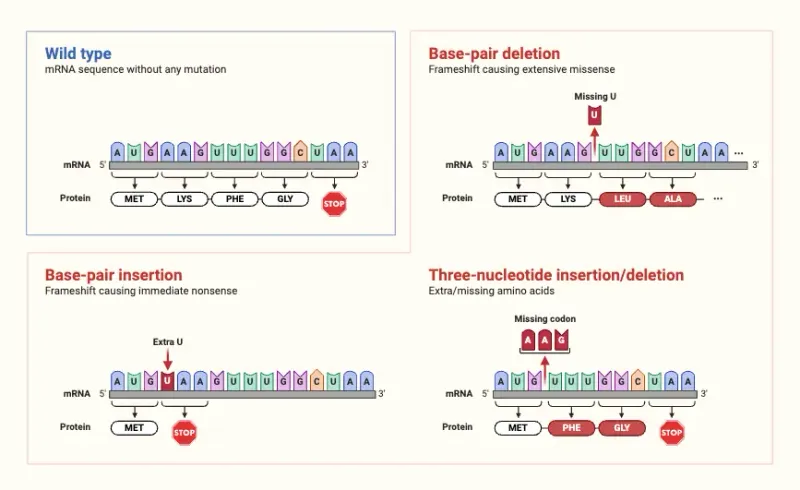 Impact of mutations on mRNA and protein sequence