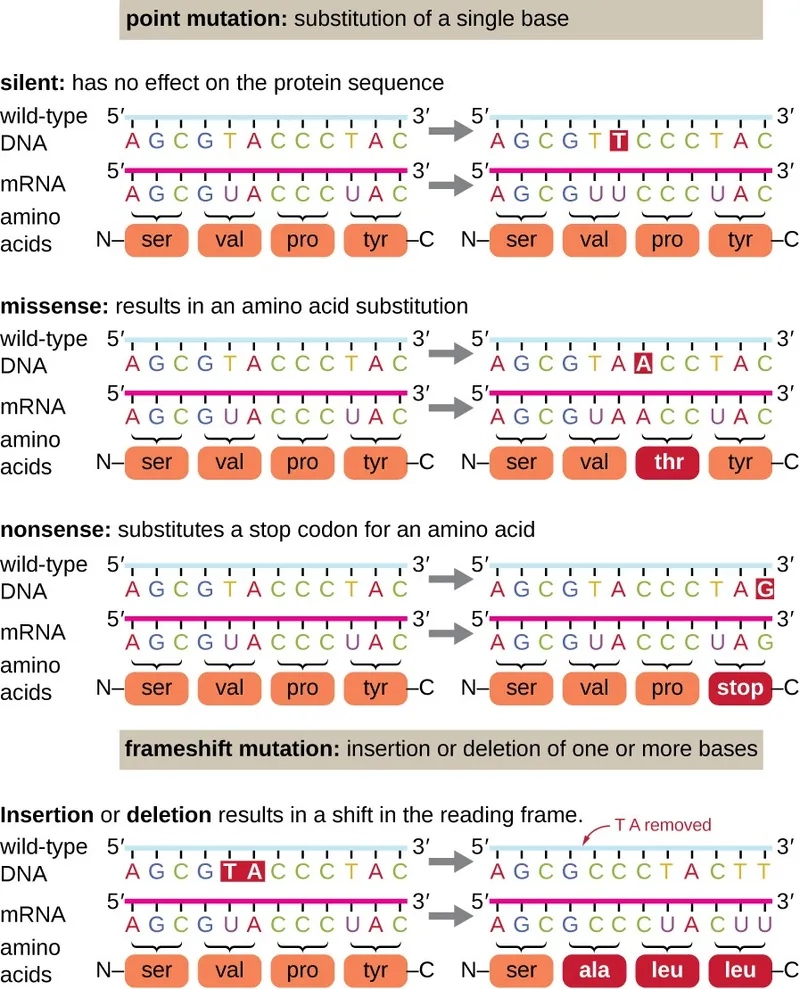 Point and frameshift mutations and protein sequence