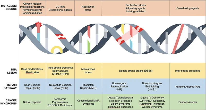 DNA Damage, Repair Pathways, and Cancer Syndromes