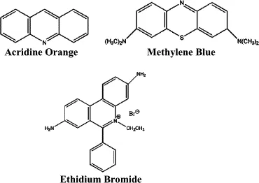 Ethidium bromide intercalating into DNA