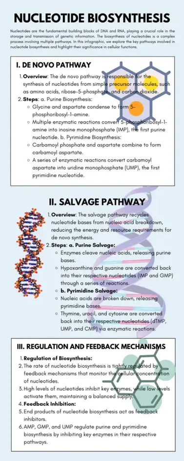 Nucleotide Biosynthesis: De Novo, Salvage, Regulation