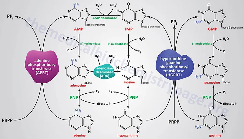Purine Nucleotide Degradation and Salvage Pathways