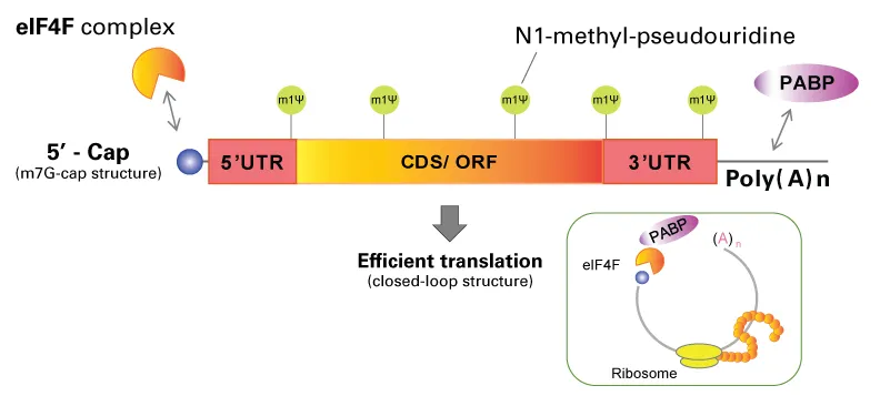 mRNA 5' cap, poly-A tail, and translation