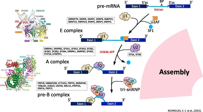 mRNA Splicing: Spliceosome Assembly