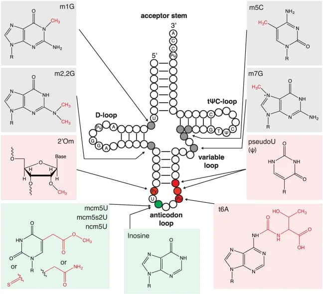 tRNA structure with modified bases