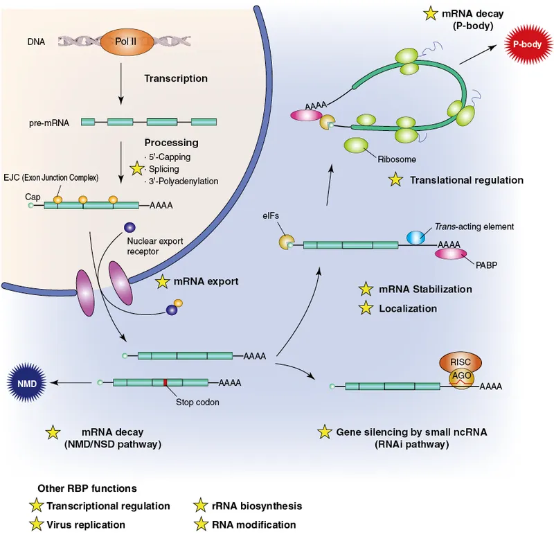 Eukaryotic mRNA Processing and Regulation Overview