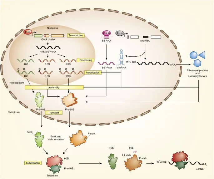 Eukaryotic rRNA Processing and Ribosome Assembly