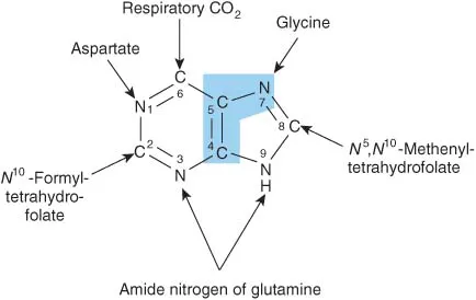 Purine de novo synthesis pathway and atom sources
