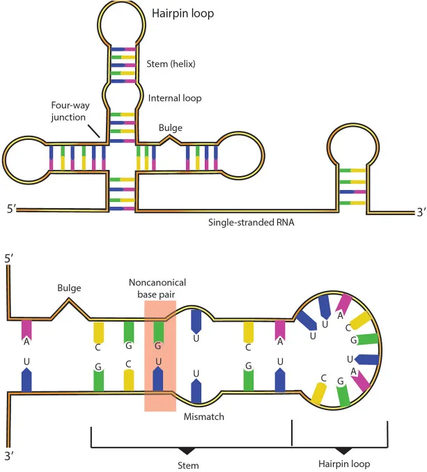 RNA secondary structures: tRNA and noncanonical base pair