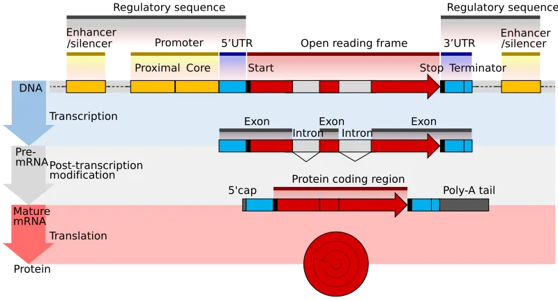 Prokaryotic vs Eukaryotic Gene Regulation