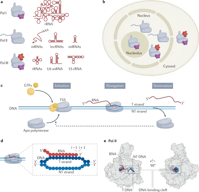 RNA Polymerases and Transcription Process Overview