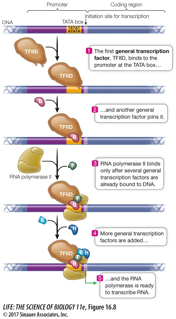 Eukaryotic RNA Polymerase II Transcription Initiation