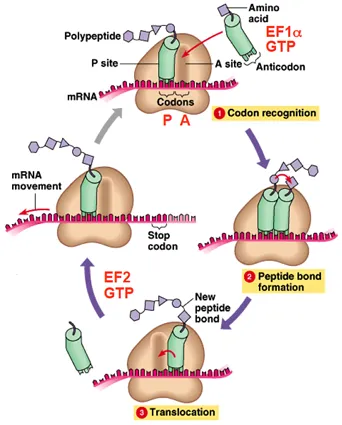 Protein Synthesis Elongation Steps