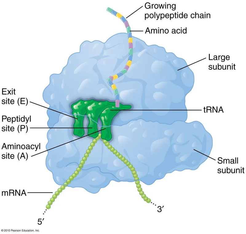 Ribosome APE sites with mRNA, tRNA, polypeptide