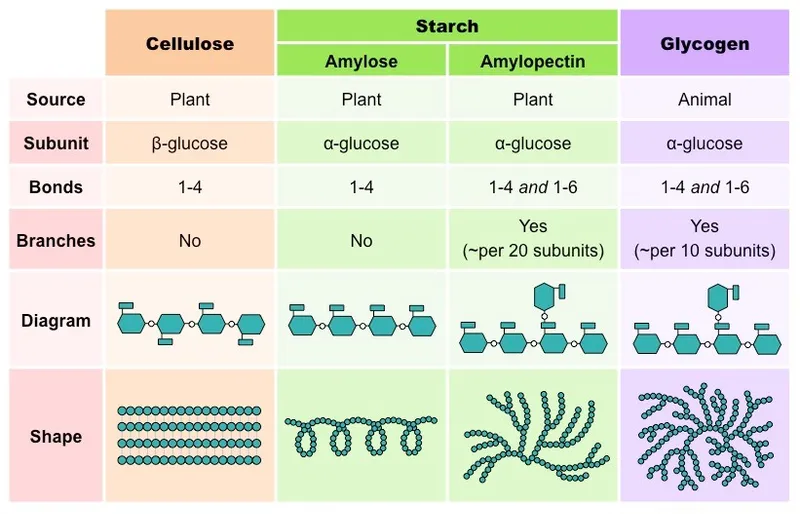 Comparison of Cellulose, Starch, and Glycogen