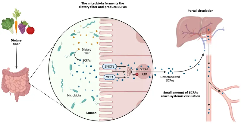 Dietary fiber fermentation by gut microbiota produces SCFAs