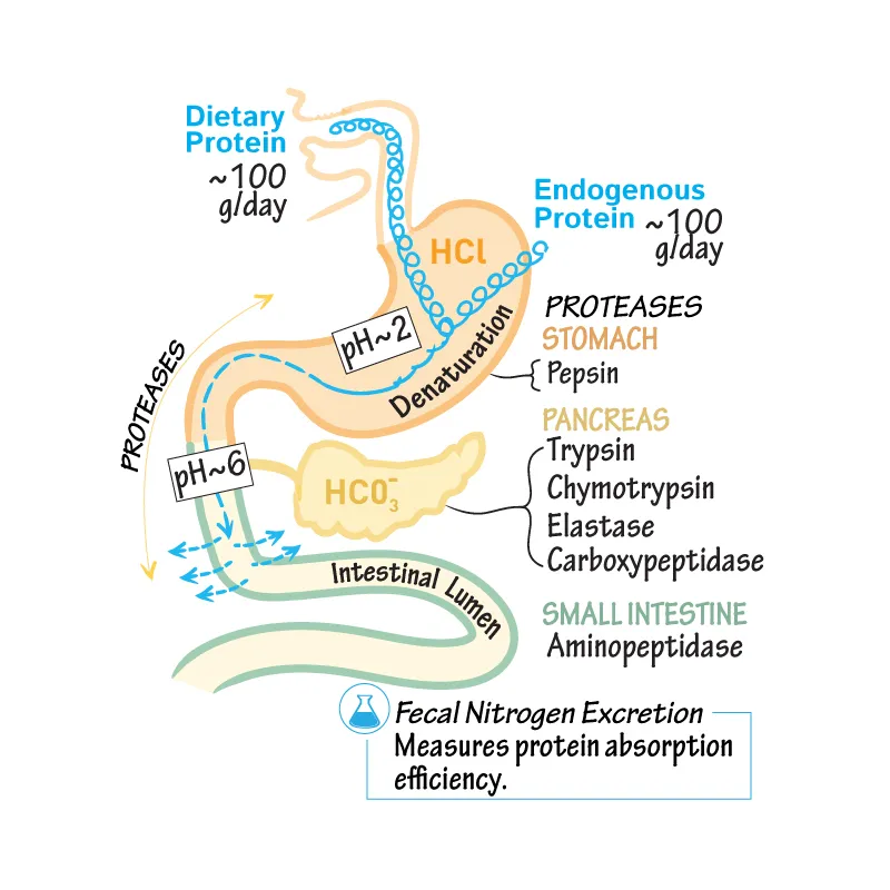 Protein digestion and absorption in the GI tract