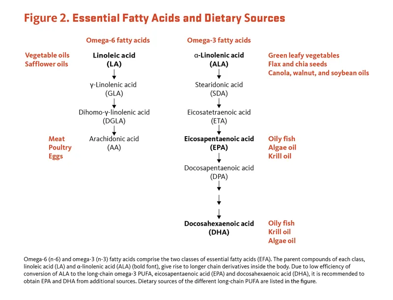 Essential Fatty Acids Metabolic Pathways