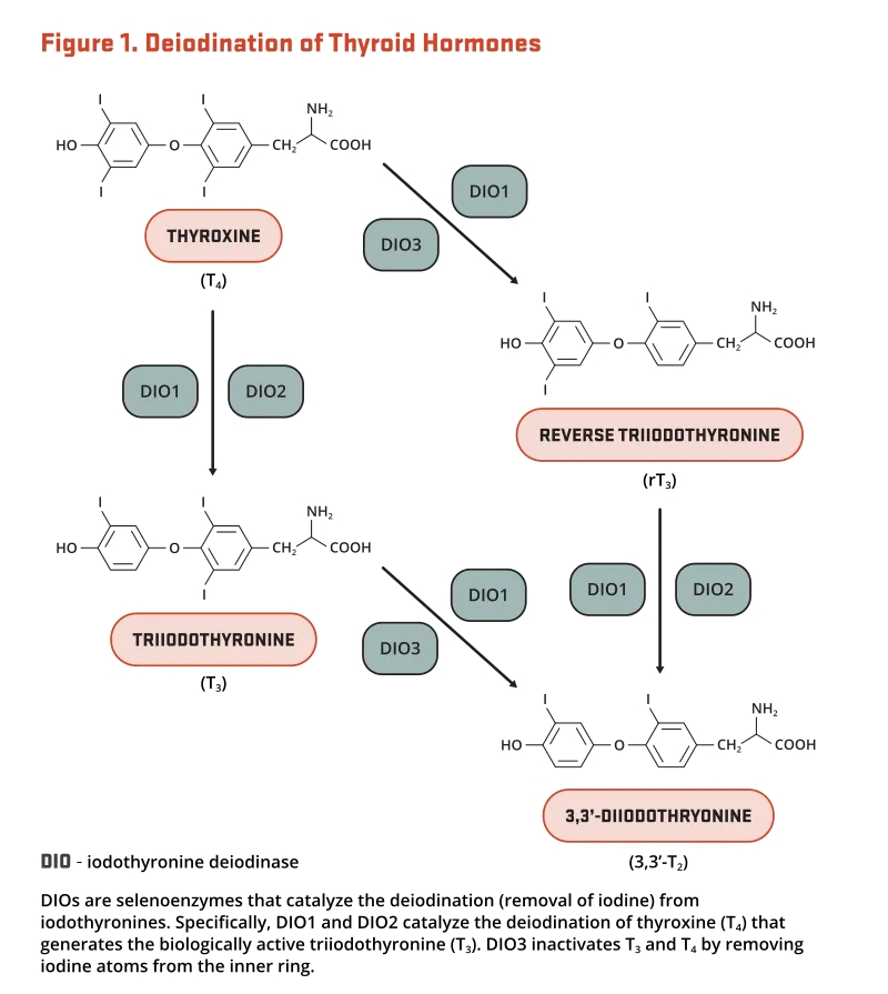 Thyroid hormone synthesis pathway