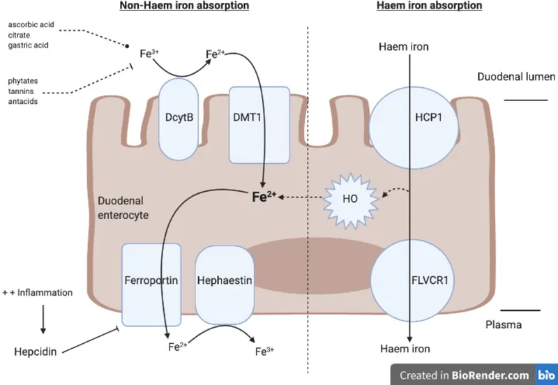 Duodenal iron absorption pathway