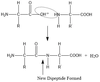 Peptide bond formation
