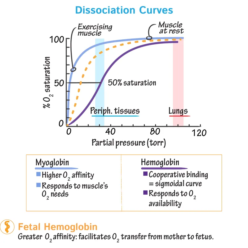 Oxygen dissociation curves