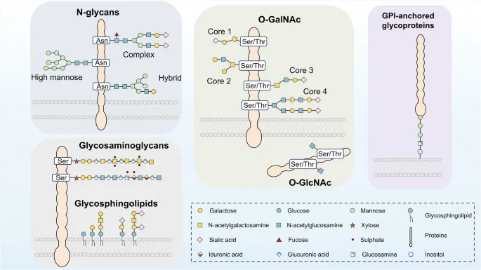 Types of Glycosylation and Glycoconjugates