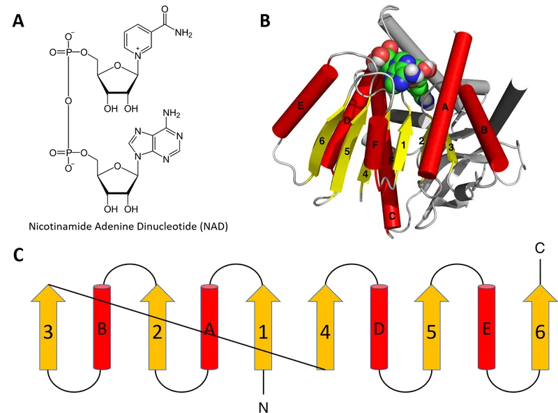 Protein domain structure and topology diagram