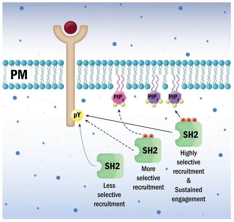 SH2 domain binding to phosphorylated tyrosine and PIPs