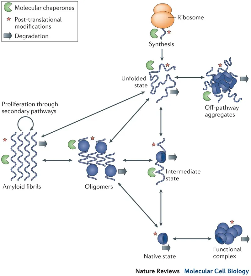 Protein Folding, Misfolding, and Degradation Pathways