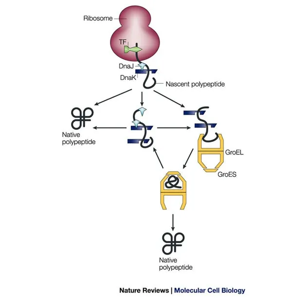 Protein folding with Hsp70 and GroEL/GroES chaperones