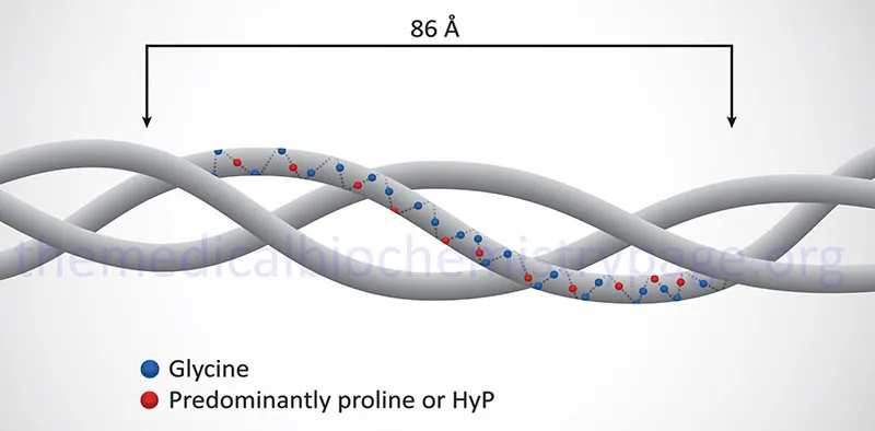 Collagen triple helix structure