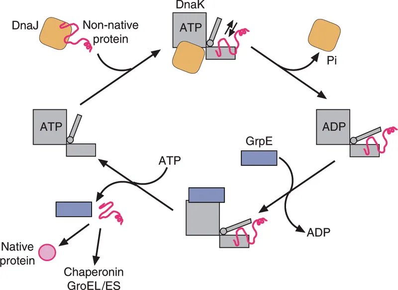 Chaperone-assisted protein folding cycle