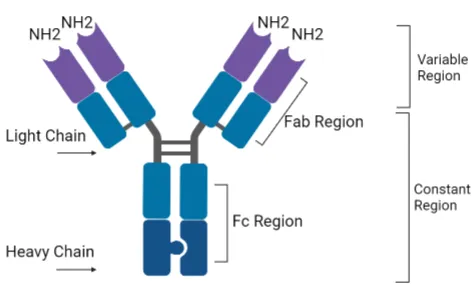 Basic Immunoglobulin Structure