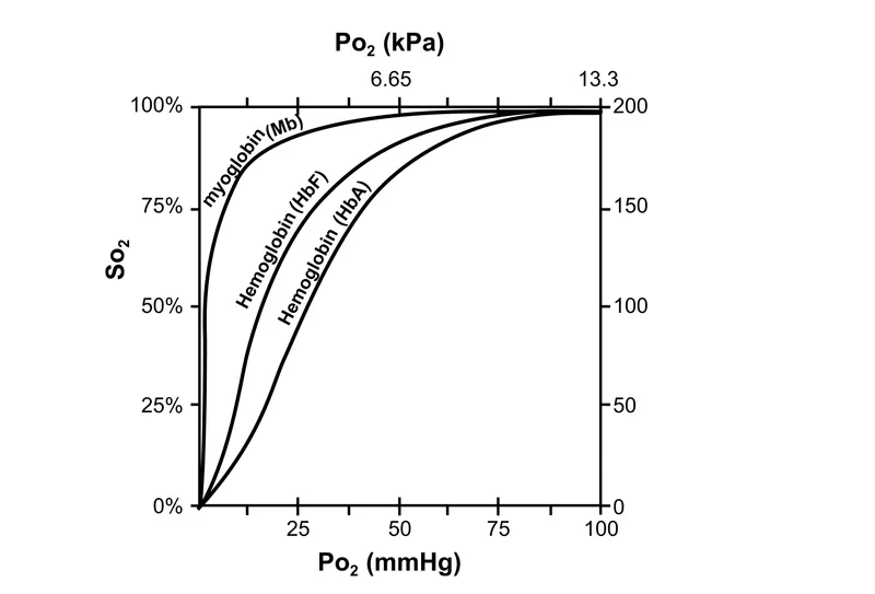 Hemoglobin and Myoglobin Oxygen Dissociation Curves