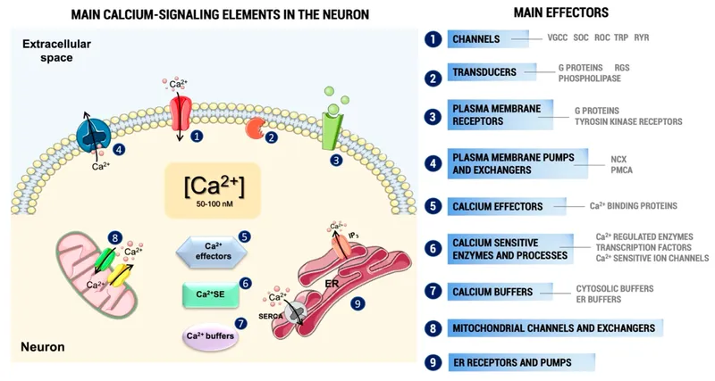 Calcium Signaling Elements and Effectors in a Neuron