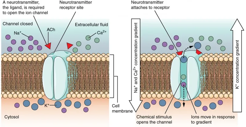 Ligand-gated ion channel opening and ion movement
